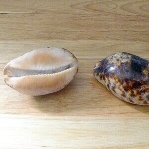 Tortoise cowrie beads 3.5 - 4" beach decor ocean theme beach wedding